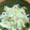 ちーまぐ's cooksnap of when they made 白菜のナムル　塩ダレ味☆.