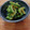 さくらスキップ's cooksnap of when they made ゴーヤの柚子こしょう炒め☆☆☆.