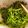 チャチャ's cooksnap of when they made 豆苗のナムル.