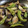 papikun's cooksnap of when they made 簡単！なすとししとうの揚げびたし.