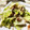 クックDGCFO3☆'s cooksnap of when they made 簡単♪キャベツの梅マヨおかか和え☆.