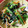 kurohoppe's cooksnap of when they made 1/2日分野菜！小松菜と豚の塩炒め.