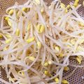 ぽぽりん's cooksnap of when they made 大豆もやしのゆで方.