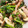Tomifrog's cooksnap of when they made しめじとほうれん草のガリバタソテー.