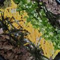 クックZTZ10H☆'s cooksnap of when they made ホットプレートで旅気分！下関名物瓦そば.