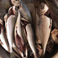 urizo's cooksnap of when they made 指だけで簡単☆豆アジの下処理の仕方.