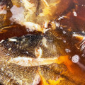 居眠りヒメ's cooksnap of when they made カレイの煮付け.