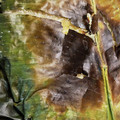 mali's cooksnap of when they made タイの菓子: カオニャオピンク.