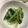 CHISA☆ごはん♪'s cooksnap of when they made レンチン◎小松菜のごま味噌あえ◎簡単.