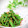 Satoco❋'s cooksnap of when they made 十六ささげの胡麻和え.