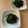 クックあさみちゃん's cooksnap of when they made 【簡単】わかめ（生わかめ）のごま炒め★.
