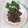 mmameco's cooksnap of when they made 酒飲み必見！秋の恵み、簡単！むかご素揚げ.