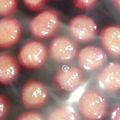 ほか弁ママ's cooksnap of when they made 巨峰（葡萄）のコンポート.