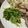 kangaru's cooksnap of when they made レンジでかんたん♪豆苗の塩昆布ナムル.