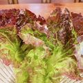 あっちゃんキッチン♪'s cooksnap of when they made レタスの鮮度が蘇る方法.