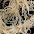 MULA's cooksnap of when they made もやしの茹で方.