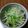ramieru's cooksnap of when they made もやしと豆苗のナムル.