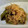vivianj's cooksnap of when they made 甘とうがらし：万願寺とうがらしの甘辛炒め.