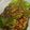 クックZU7MOU☆'s cooksnap of when they made えごまの葉 醤油漬け ケンニプ.