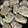 クック7ZS4FF☆'s cooksnap of when they made 茄子の挟み焼き！いや挟まないw.