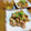 kuraikao's cooksnap of when they made 豚肉としめじの時短・簡単★スタミナ炒め.
