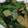 msy0730's cooksnap of when they made つるむらさきの茎とエリンギの炒め物.