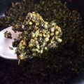 みよ～'s cooksnap of when they made 青じその実の佃煮.