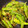 クックRD58R0☆'s cooksnap of when they made シシトウ…ザッと炒めるだけ！.