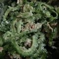 ﾌﾞﾚﾝﾀﾞ's cooksnap of when they made シャキうま！ゴーヤとツナのサラダ.