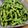 チカッチ's cooksnap of when they made 枝豆の茹で方.