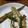 ramieru's cooksnap of when they made チーズオクラ.