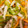 clover55's cooksnap of when they made ピーマンともやしのツナ合え.