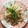 knapweed's cooksnap of when they made 豚肉の梅しょうが焼き〜♪♪.