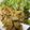 豆夢zumu's cooksnap of when they made 豚こま肉のタンドリー風ソテー.