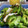 クックUW92JL☆'s cooksnap of when they made ゴーヤとかまぼこの塩昆布和え.
