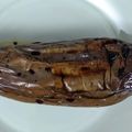 ひぃちゃんひー's cooksnap of when they made 茄子丸ごとオリーブオイル煮.