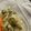 ringer193's cooksnap of when they made 乳酸キャベツ ザワークラウト.