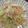 へのへのもへの's cooksnap of when they made 簡単すぎる☆ツナとレタスの冷製パスタ.