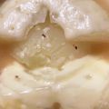 ♡ほこ♡'s cooksnap of when they made 玉ネギまるごと！簡単スープ☆.