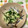 おはなすき's cooksnap of when they made 白だしde胡瓜とミョウガの甘酢漬け＊.