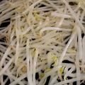 MULA's cooksnap of when they made もやしの茹で方.