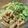 わっきー0424's cooksnap of when they made 鶏皮ポン酢.