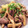 クックG1CG0C☆'s cooksnap of when they made 豚肉と里芋の煮もの.