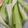 わたるんママ's cooksnap of when they made いつまでもシャキシャキ♪セロリの保存法.