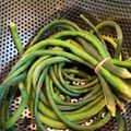 9689sora's cooksnap of when they made おばあちゃんの十六ささげの茹で方.