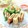 runa10's cooksnap of when they made 生春巻き～3種のアジアンたれで♬.