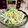 Superlittleboo's cooksnap of when they made 大根ときゅうりのサラダ.