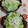 赤い電話's cooksnap of when they made 簡単！レタスとちくわのサラダ.