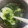 猫のミイヤ's cooksnap of when they made 乾燥ワカメとたまごの中華スープ☆彡.。.