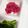 はちみつlove's cooksnap of when they made ☼新玉ねぎのマリネ（紫玉ねぎもおすすめ）.